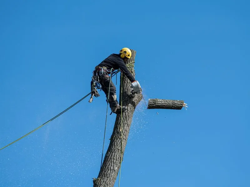 Tree Surgery